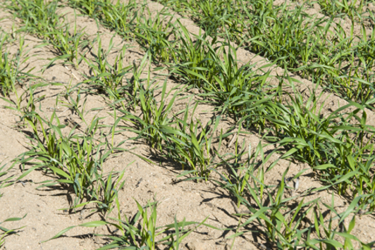 Young wheat