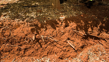 Soil pit with visible roots dug around a citrus tree