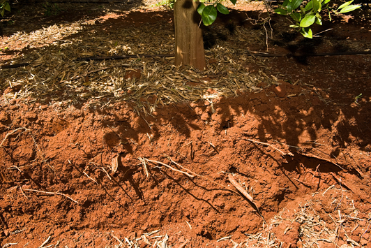 Soil pit with visible roots dug around a citrus tree
